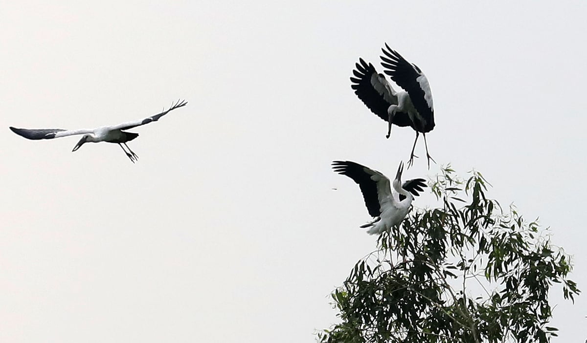 একটি ইউক্যালিপটাসগাছ ও শামুকখোল পাখিগুলো