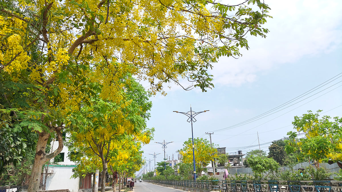 সোনালু-জারুল-কৃষ্ণচূড়ায় রঙিন রাজশাহীর সড়ক