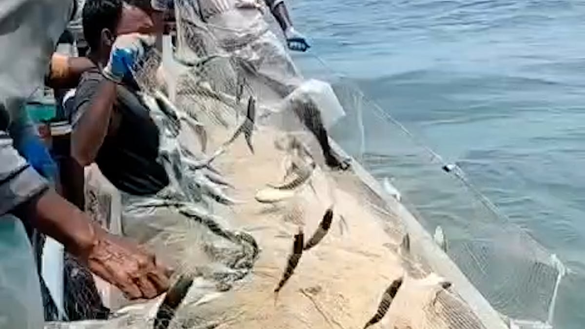 সাগরে জেলেদের জালে ধরা পড়ল ঝাঁকে ঝাঁকে ইলিশ