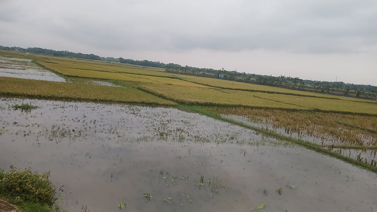 ‘খোরাকির ধানও কাটতে পারলাম না, কীবায় চলবাম?’