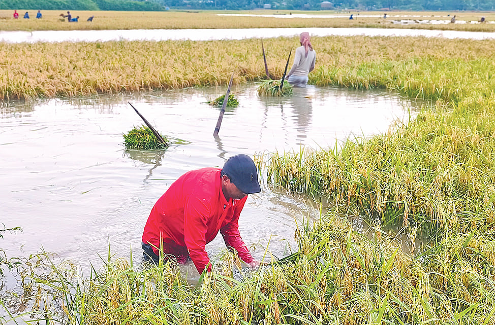 সবচে উষ্ণ মাসে এত বৃষ্টির কারণ কী, এবার হাওরে ফসলের এমন ক্ষতি কেন