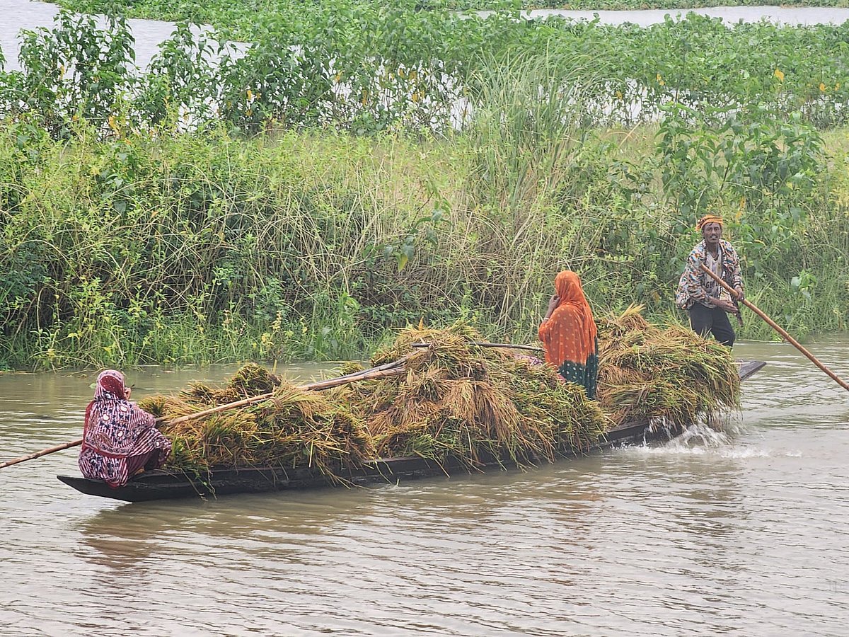 বৃষ্টিতে ধান নষ্ট, হাওরে হাহাকার