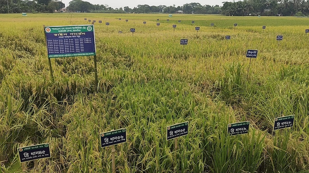 ‘রাইস গার্ডেনে’ ফলন দেখে জাত বাছাই, প্রযুক্তিনির্ভর ধানচাষে চকনজু গ্রামের কৃষকেরা