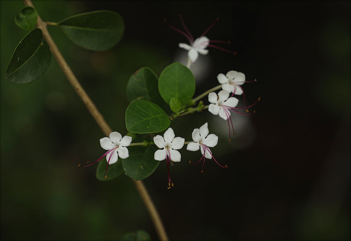 ছবি: সাদ্দাম হোসেন