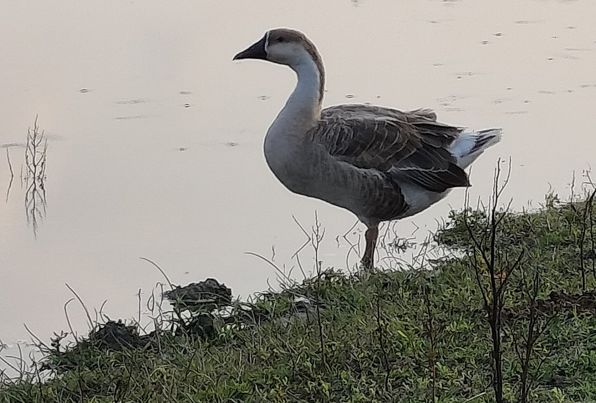 ছবি: সাজেদুল আলম