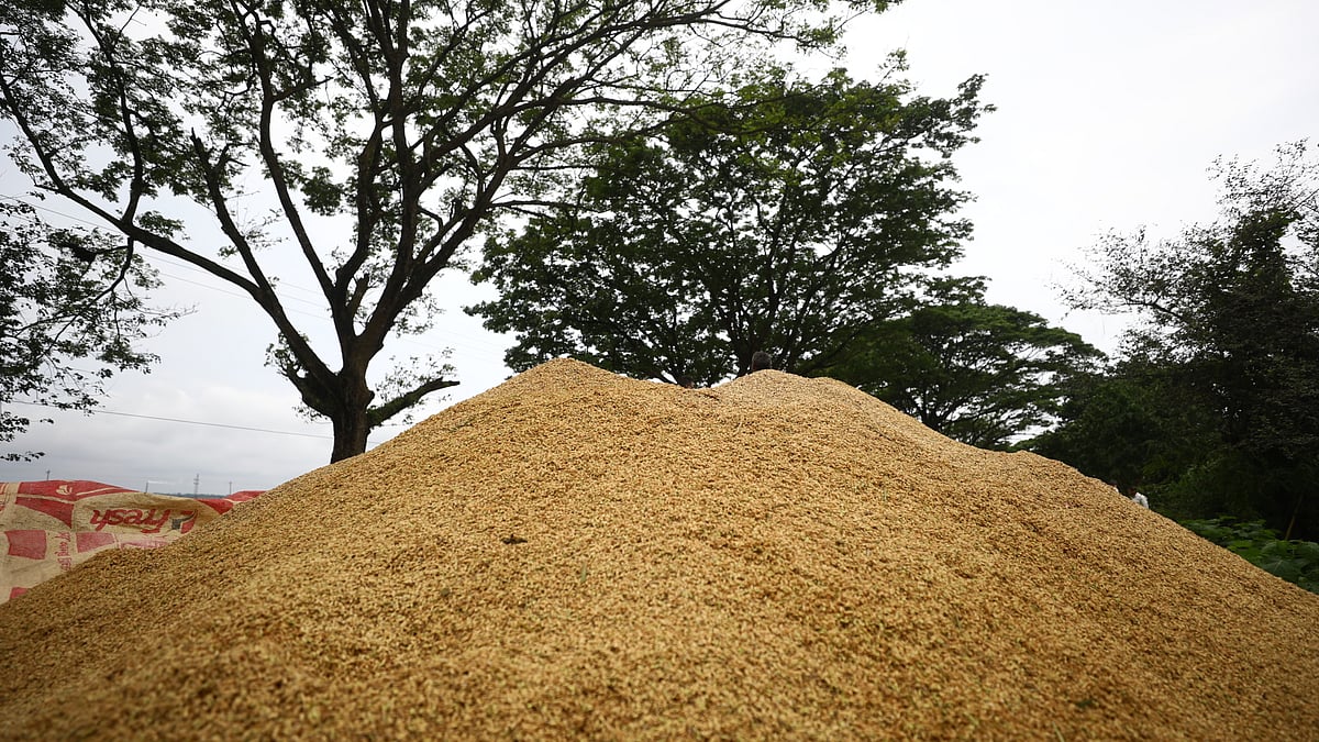 তলিয়ে যাওয়া ফসল দ্রুত কেটে মাড়াইয়ের পর সড়কের পাশে রাখা ভেজা ধানের স্তূপ