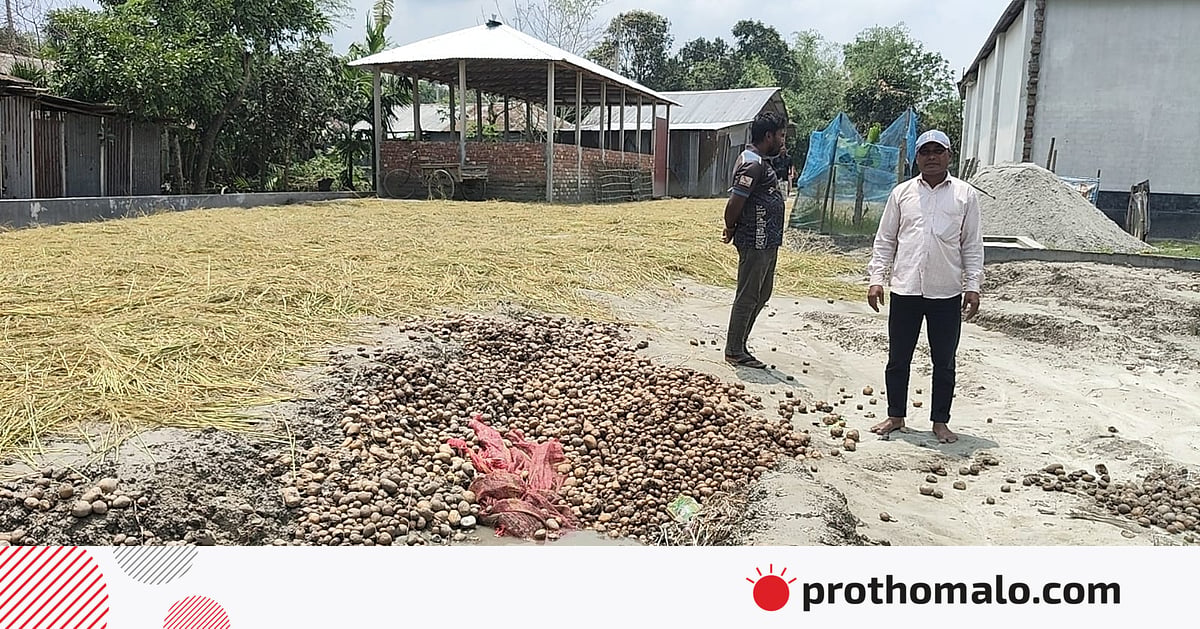 গঙ্গাচড়ায় ঘরে সংরক্ষিত আলুতে সুতলি পোকার আক্রমণ, রাস্তার ধারে ফেলে দিচ্ছেন কৃষকেরা গঙ্গাচড়ায় ঘরে সংরক্ষিত আলুতে সুতলি পোকার আক্রমণ, রাস্তার ধারে ফেলে দিচ্ছেন কৃষকেরা