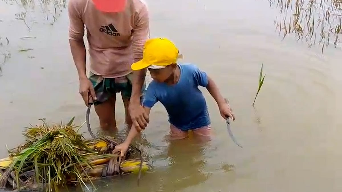 অতিবৃষ্টিতে ফসল ডুবে যাওয়ায় বাবার পাশে কাস্তে হাতে ৫ বছরের ছেলে