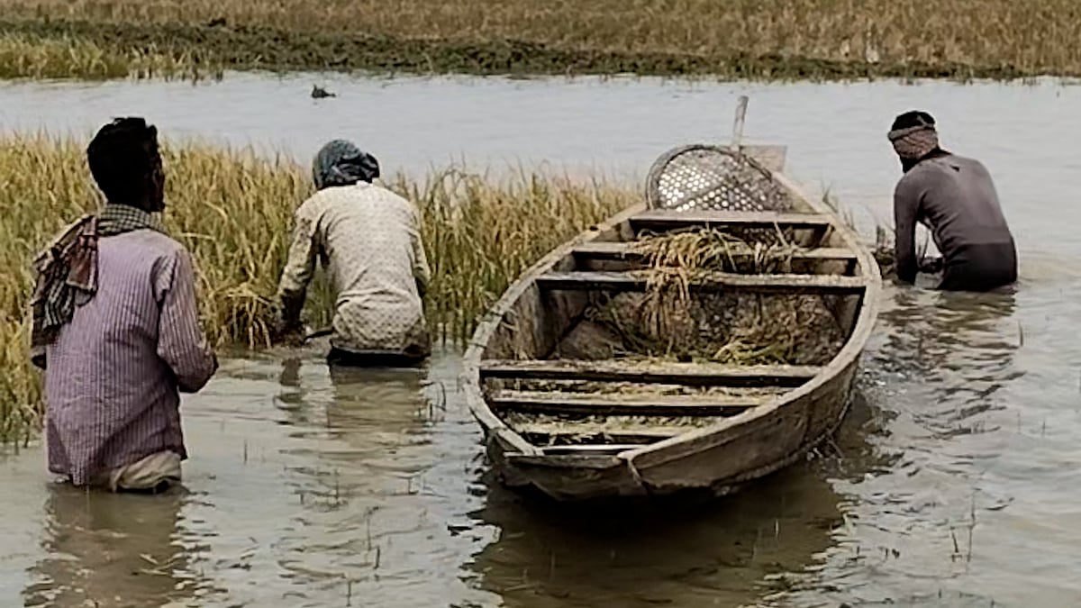 বৃষ্টি আর পাহাড়ি ঢলে তলিয়ে গেছে হাওরের ধান, ক্ষতিগ্রস্ত সুনামগঞ্জের কৃষক