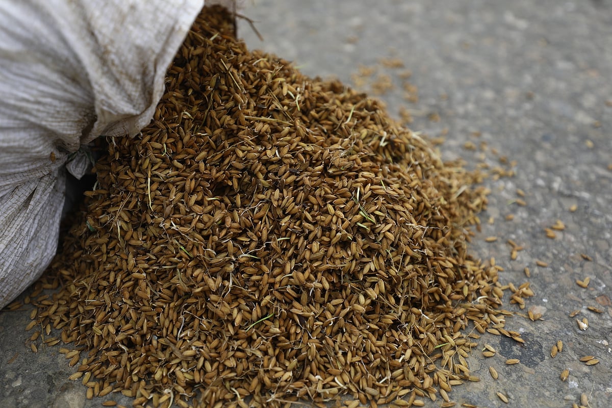 সোনালি ধানে অঙ্কুর, কৃষকের দুশ্চিন্তা