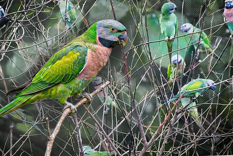 খাগড়াছড়ি রেঞ্জ কার্যালয় যেন পাখির রাজ্য