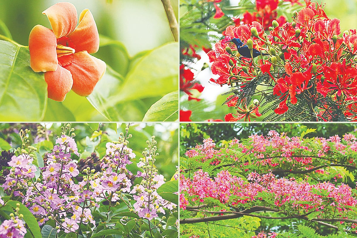 বেগম রোকেয়া বিশ্ববিদ্যালয় ক্যাম্পাস যেন প্রকৃতির রানি