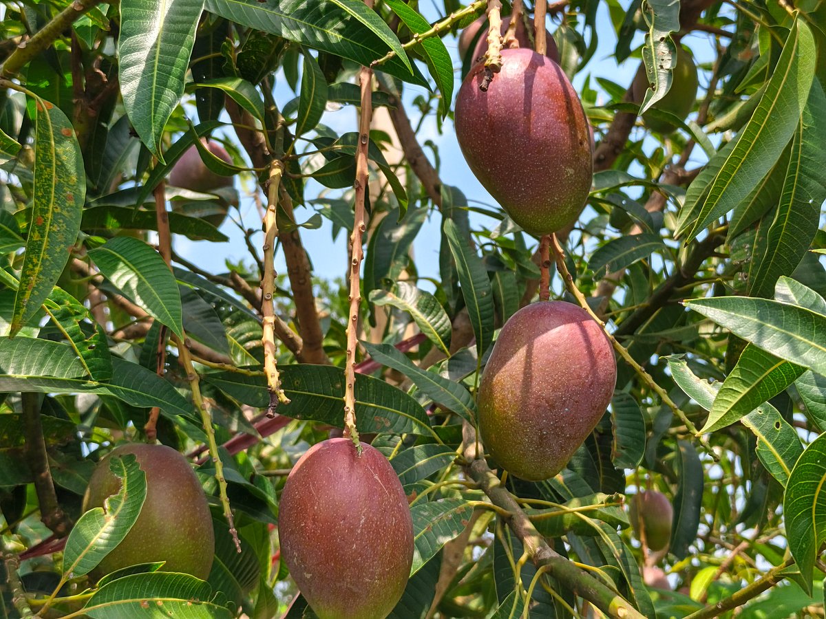 পাহাড়ের কোলে দৃষ্টিনন্দন আমের বাগান