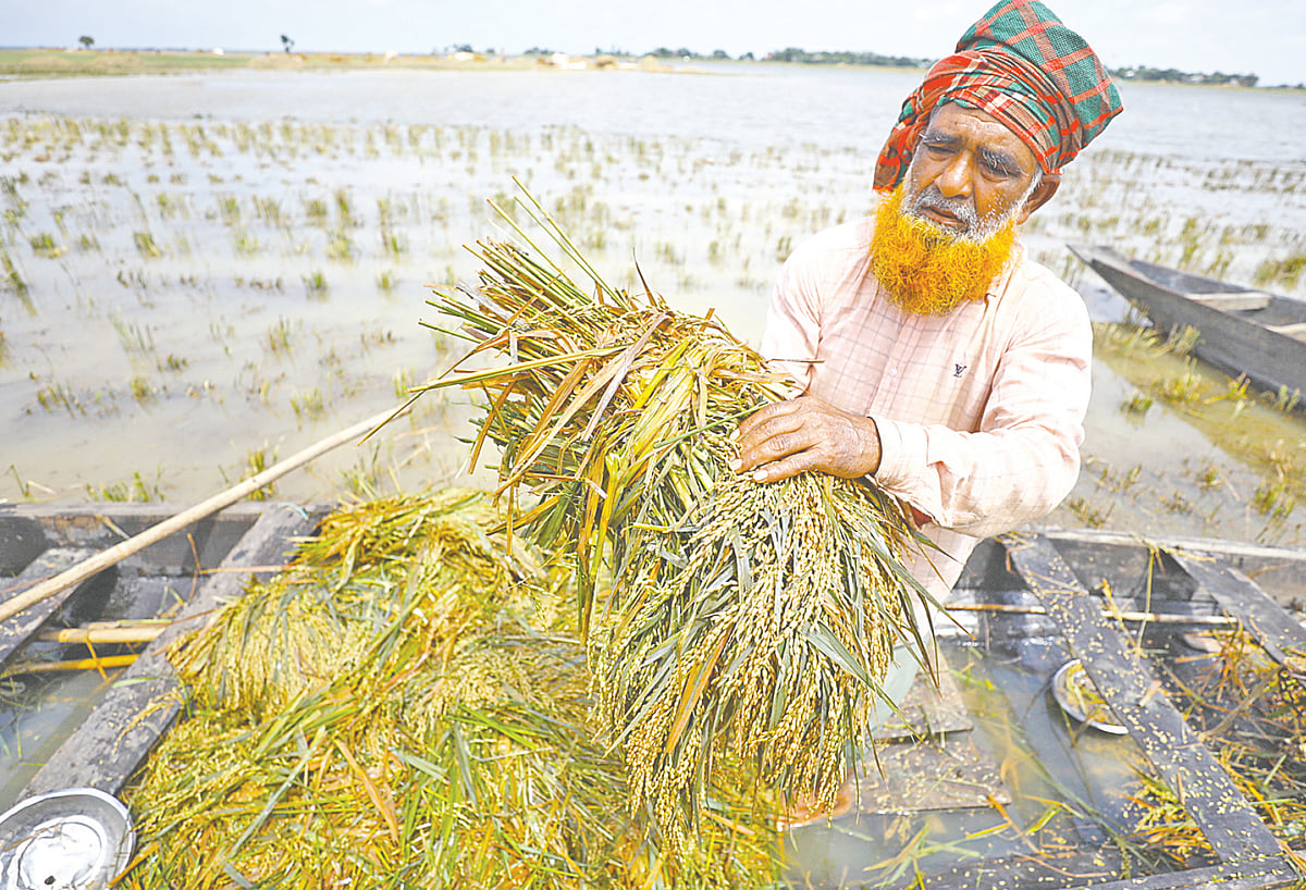 ‘মনরে বোঝ দিবার লাগি আধা পচা ধান কাটছি’