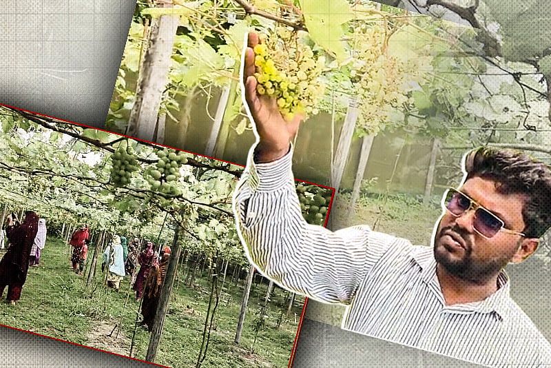 এক বাগানে ২০৪ জাতের আঙুর