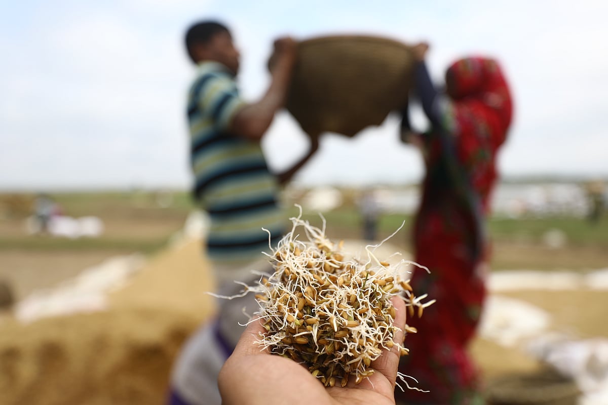 বৃষ্টিতে ভেজা ধানে জন্ম নিচ্ছে অঙ্কুর