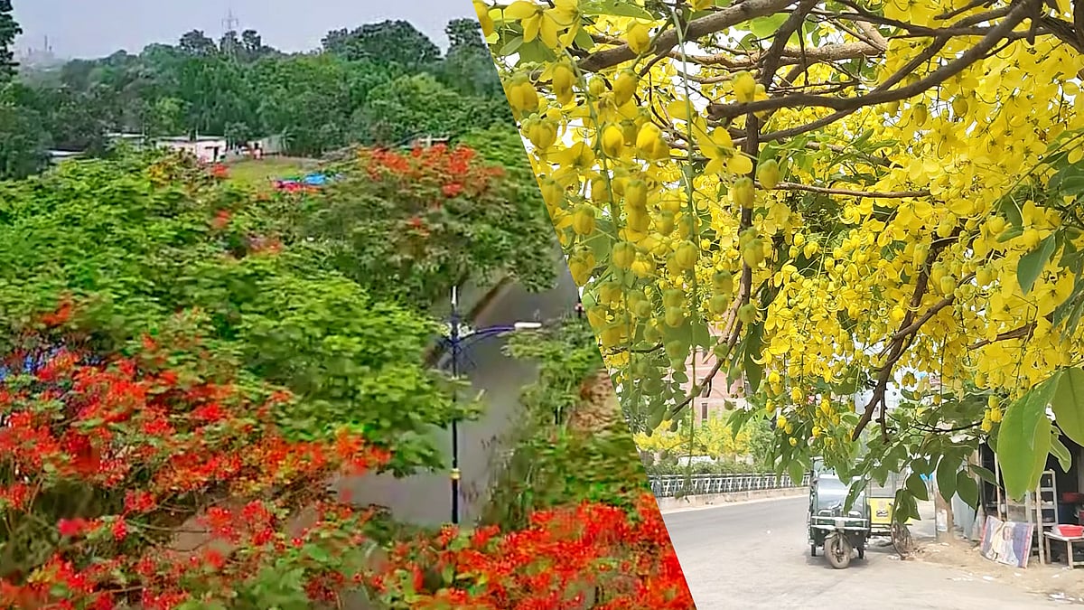 সোনালুর রঙে রঙিন রাজশাহী নগরী