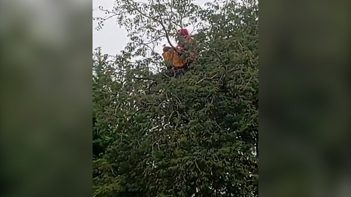 রাতে নিখোঁজ নারী, সকালে দেখা গেল তেঁতুলগাছের মগডালে