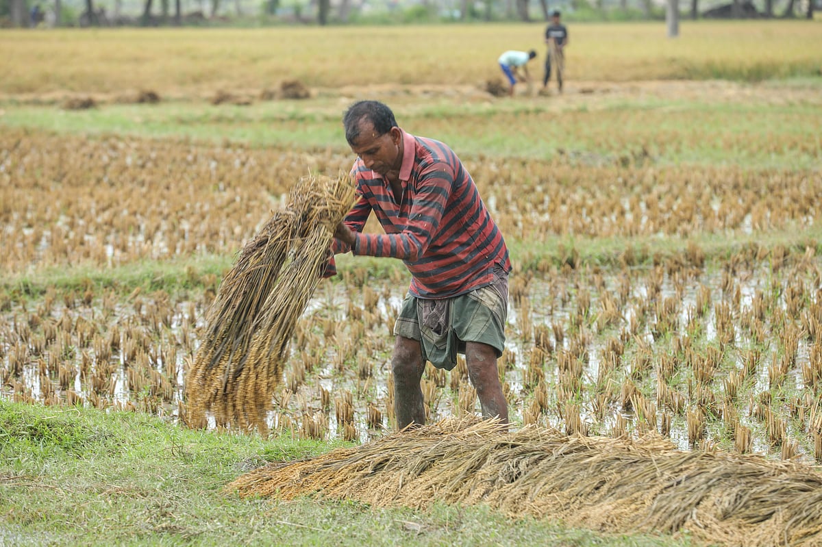 কাদা জল থেকে ভেজা ধান তুলে রাখছেন এই কৃষক 