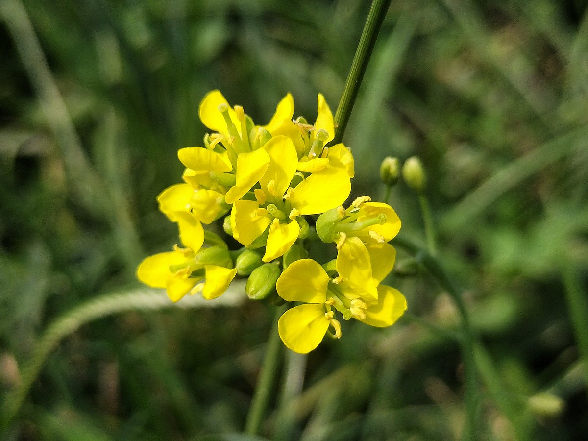 ছবি: সাজেদুল আলম