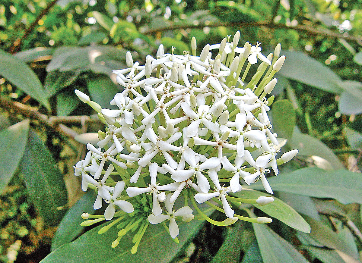 চারুকলার দুই ফুল 