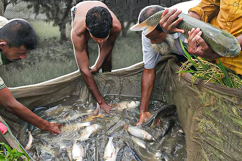 ধানখেতে মাছ চাষ করে গোলজার হোসেন বদলে দিলেন পুরো গ্রাম