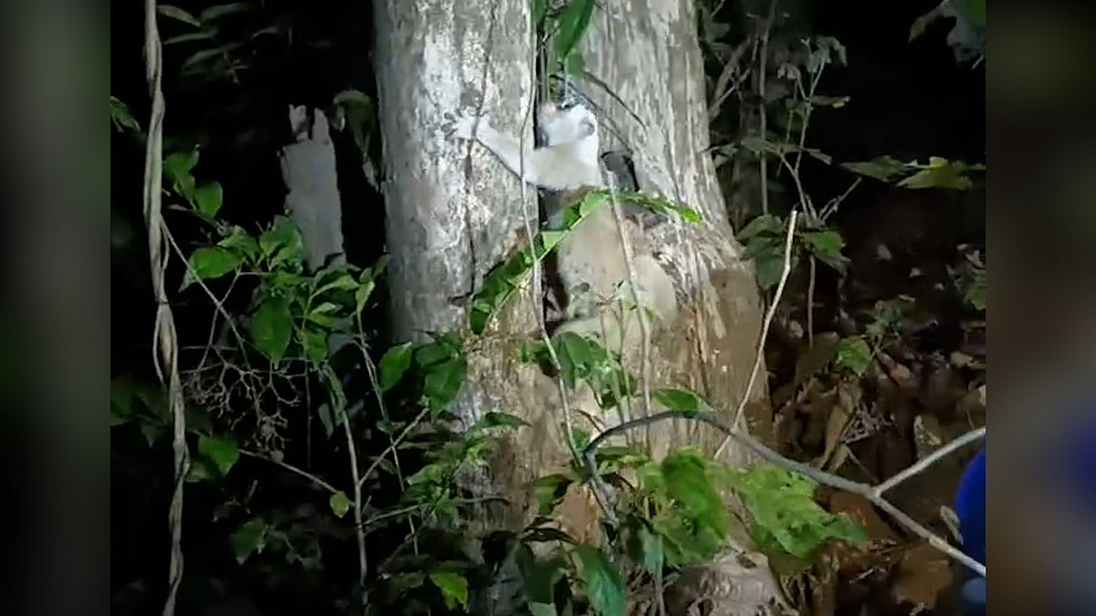 রাঙামাটিতে লোকালয়ে বিরল লজ্জাবতী বানর