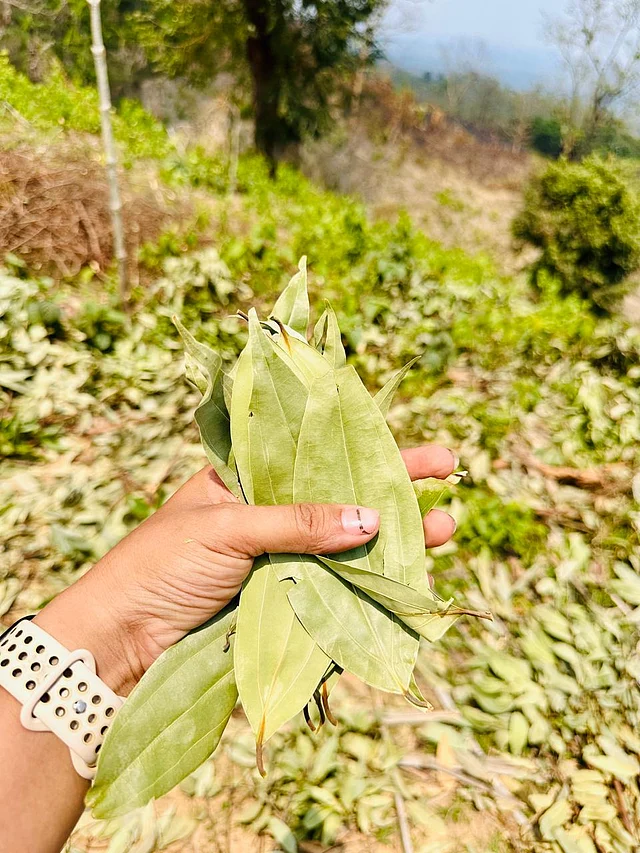 পথের মাঝে কুড়িয়েছিলাম পড়ে থাকা তেজপাতা