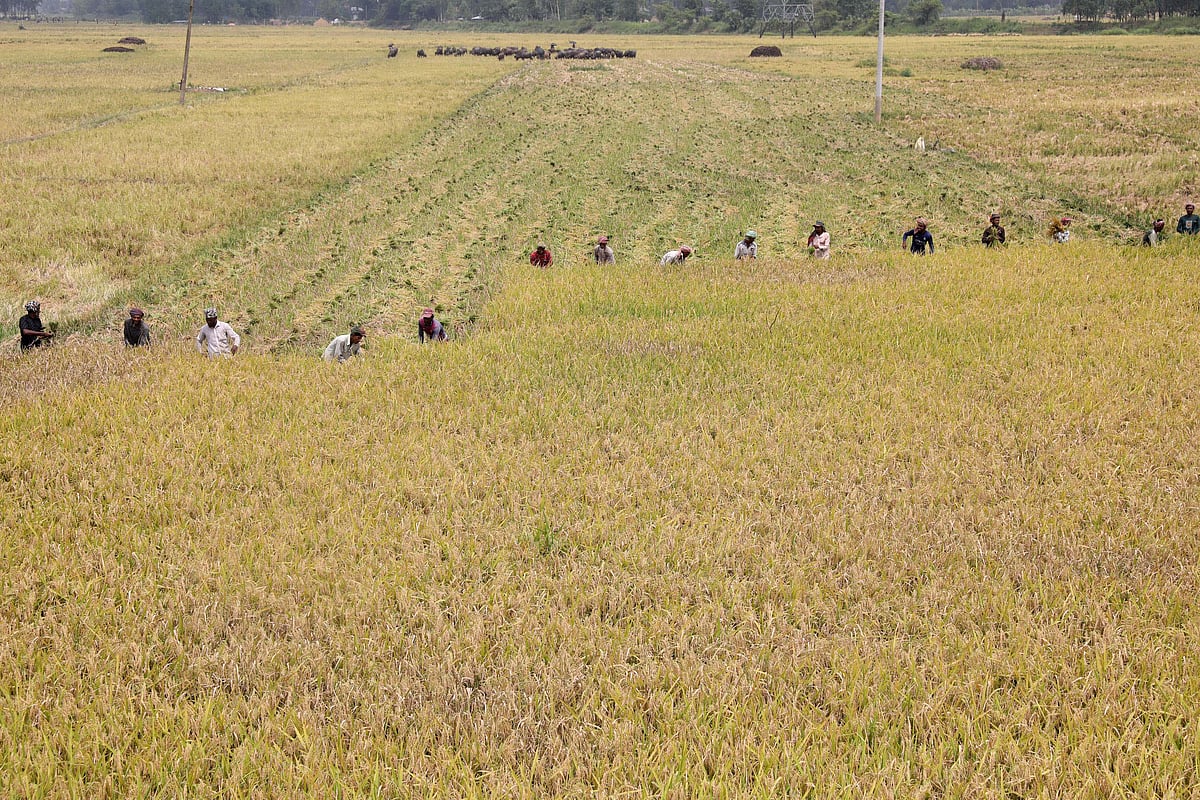 চলনবিলে ধান কাটার ধুম