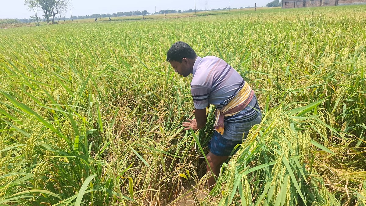রাজশাহীতে বিএডিসির বীজ থেকে এক জমিতে তিন রকম ধান, চাষির সর্বনাশ