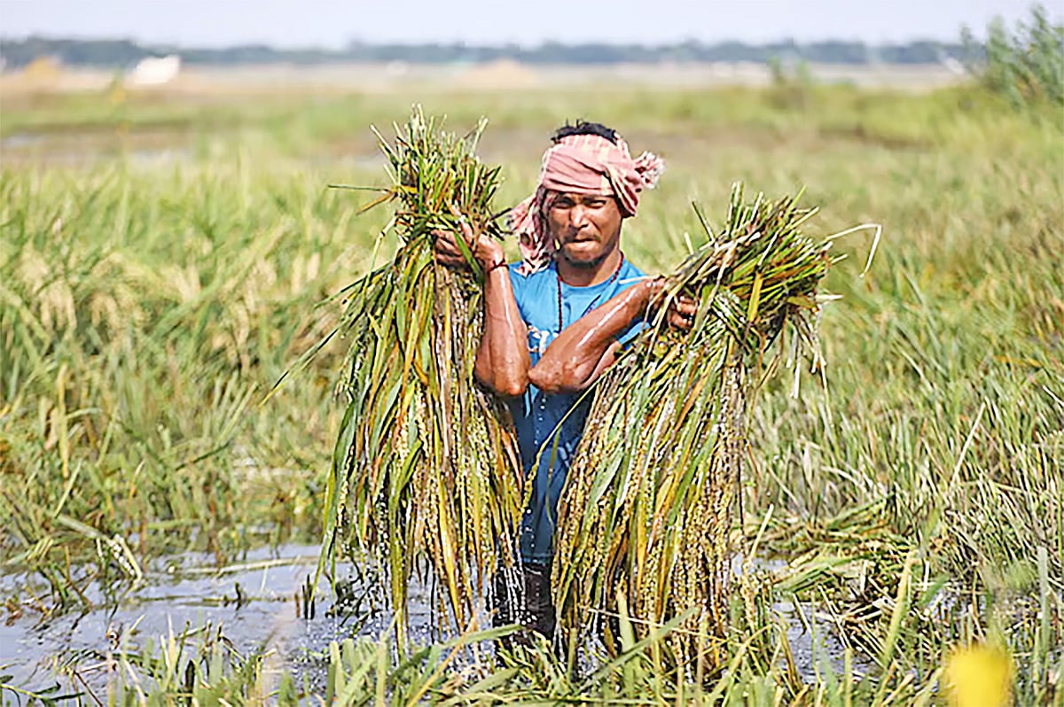 কাটিতে কাটিতে ধান এল বরষা