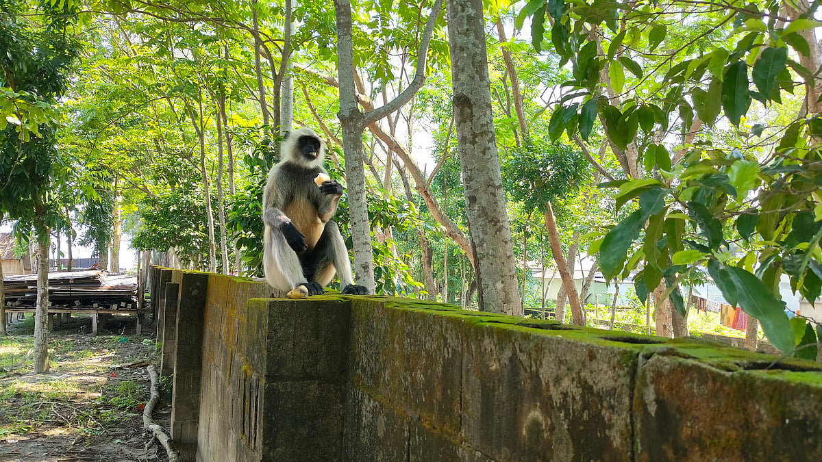 জাজিরায় পদ্মা সেতুর বনায়ন এলাকায় বিরল প্রজাতির ৪ হনুমান