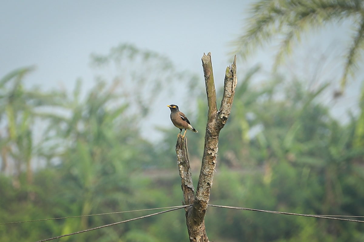 ছবি: সাদ্দাম হোসেন