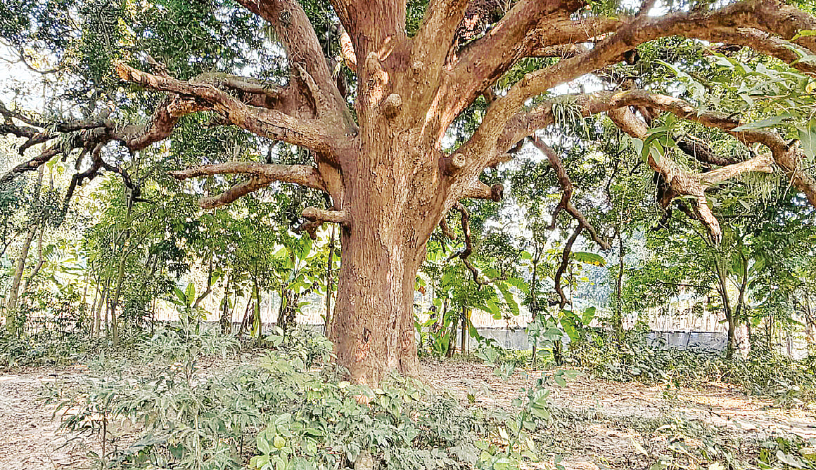 ভৈরবতীরের শতবর্ষী আমগাছ