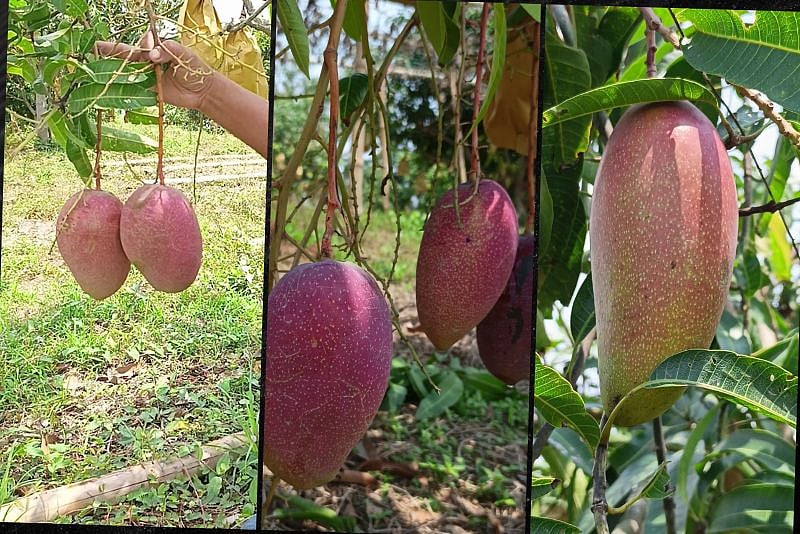 পাহাড়ে বিদেশি আমবাগান, তরুণ উদ্যোক্তা নবজ্যোতির সাফল্য