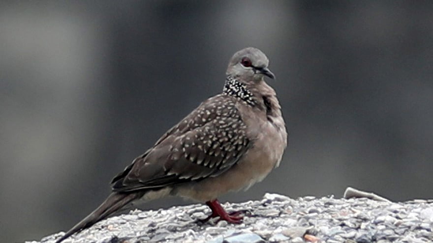 ছবি: সোয়েল রানা