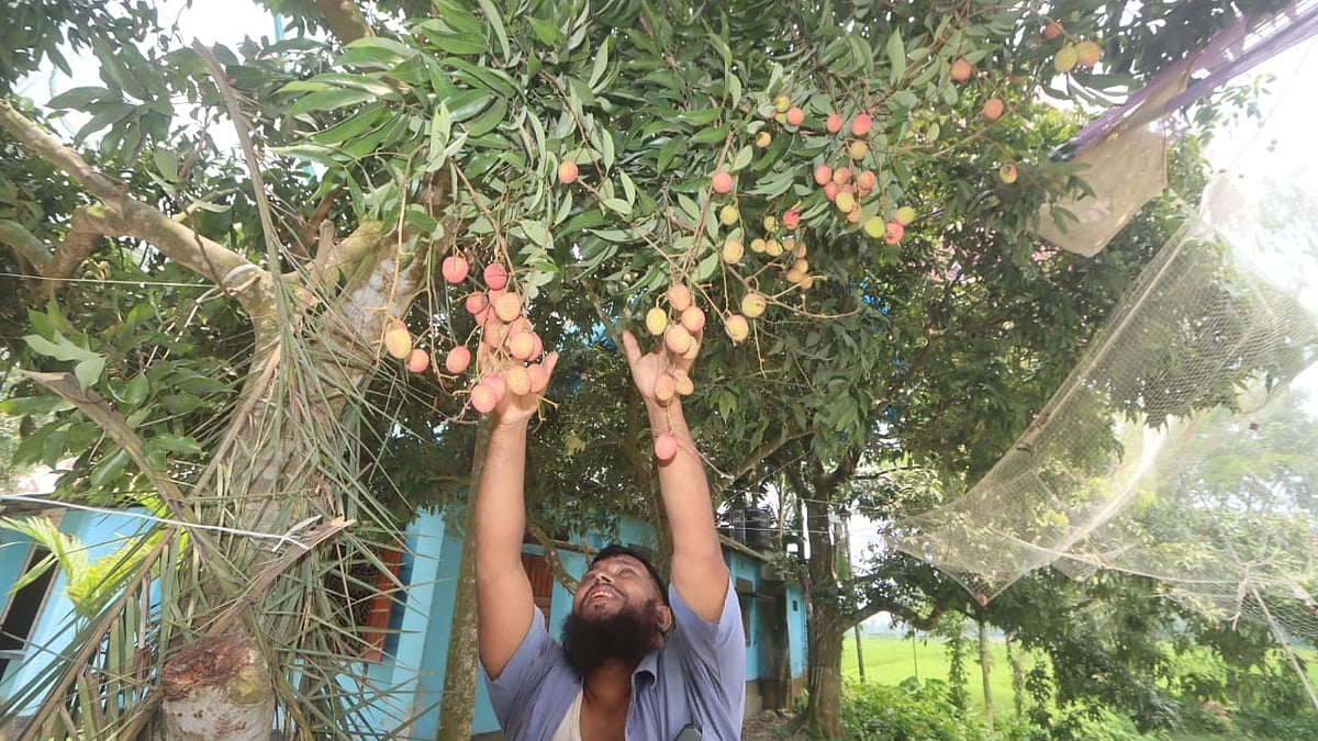 গাছ থেকে লিচু পাড়ছেন এই চাষি