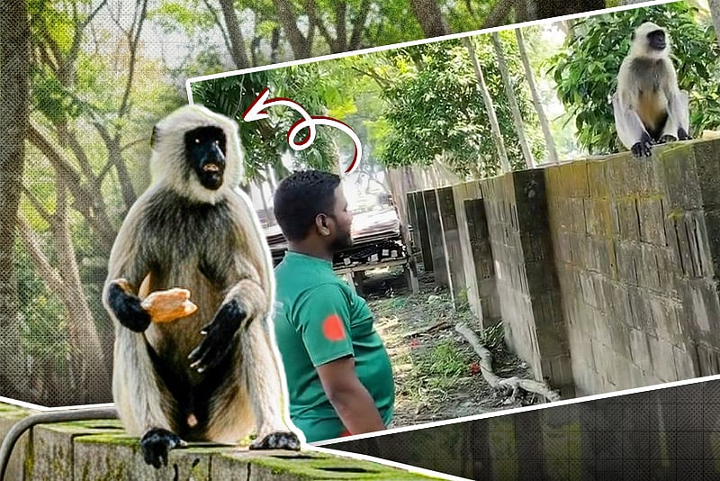 পদ্মা সেতুর জাজিরা প্রান্তে দেখা মিলছে বিলুপ্তপ্রায় ৪ হনুমানের