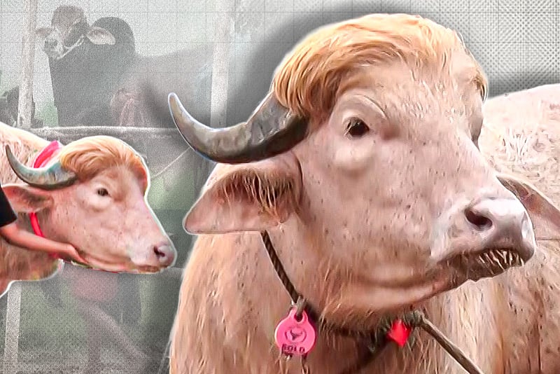 ৭০০ কেজির মহিষ, নাম তার ‘ডোনাল্ড ট্রাম্প’