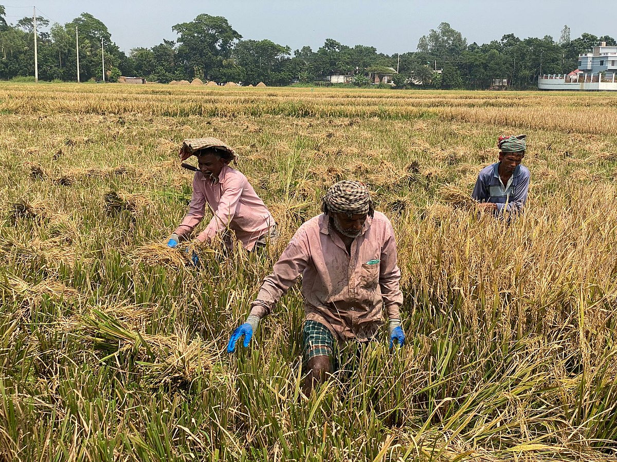 আড়িয়ল বিলে পাকা ধানের খেতে হাঁটুপানি, শ্রমিক-সংকটে বিপাকে কৃষকেরা