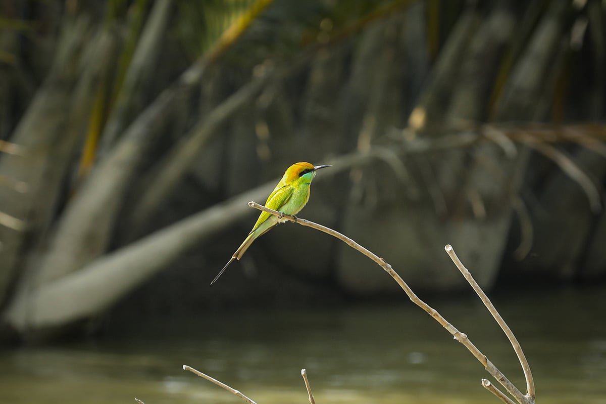 একঝলক (১২ মে ২০২৬)