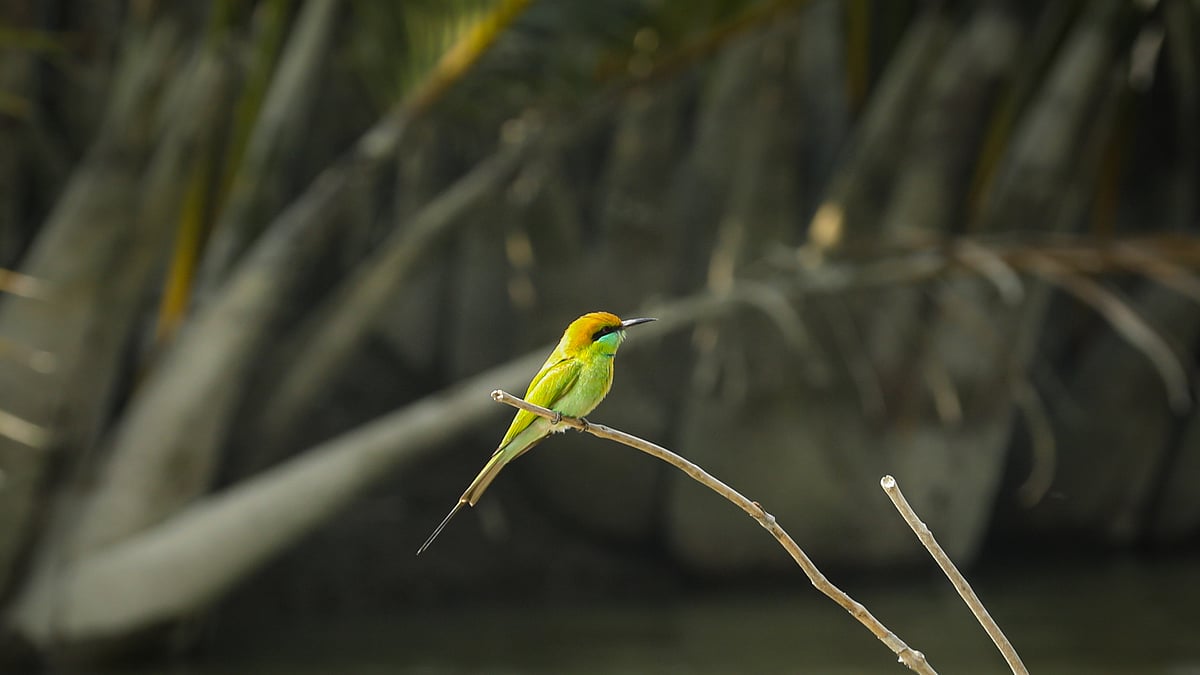 ছবি: সাদ্দাম হোসেন
