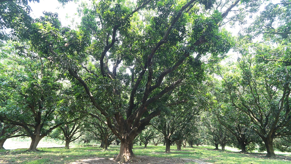 শতবর্ষী পুরোনো এই বাগানে ৪০৮টি বিভিন্ন প্রজাতির আমগাছ আছে।