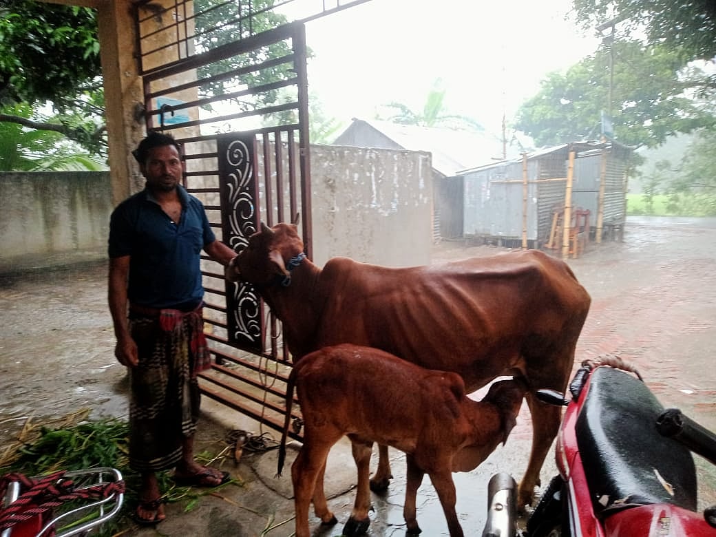 বাগমারায় উদ্ধার হলো চোরাই বাছুর, প্রকৃত মালিক যেভাবে শনাক্ত হলো