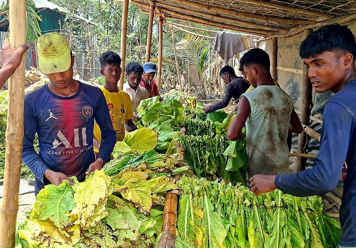 তামাকের ধোঁয়ায় আচ্ছন্ন থাকে যে গ্রাম, শ্বাস নিলেও ঢোকে বিষাক্ত ধোঁয়া