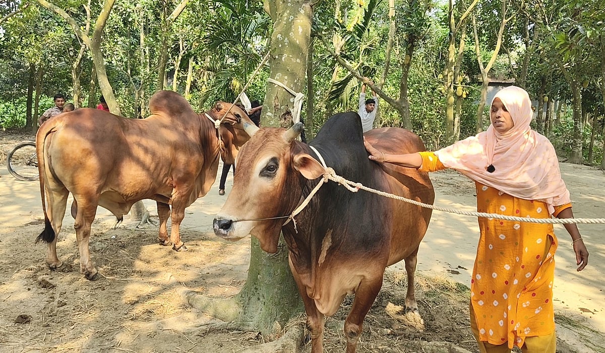 কিশোরগঞ্জে ‘মোস্তাক’ ও ‘কামিনীকে’ দেখতে ভিড়, দাম ২০ লাখ