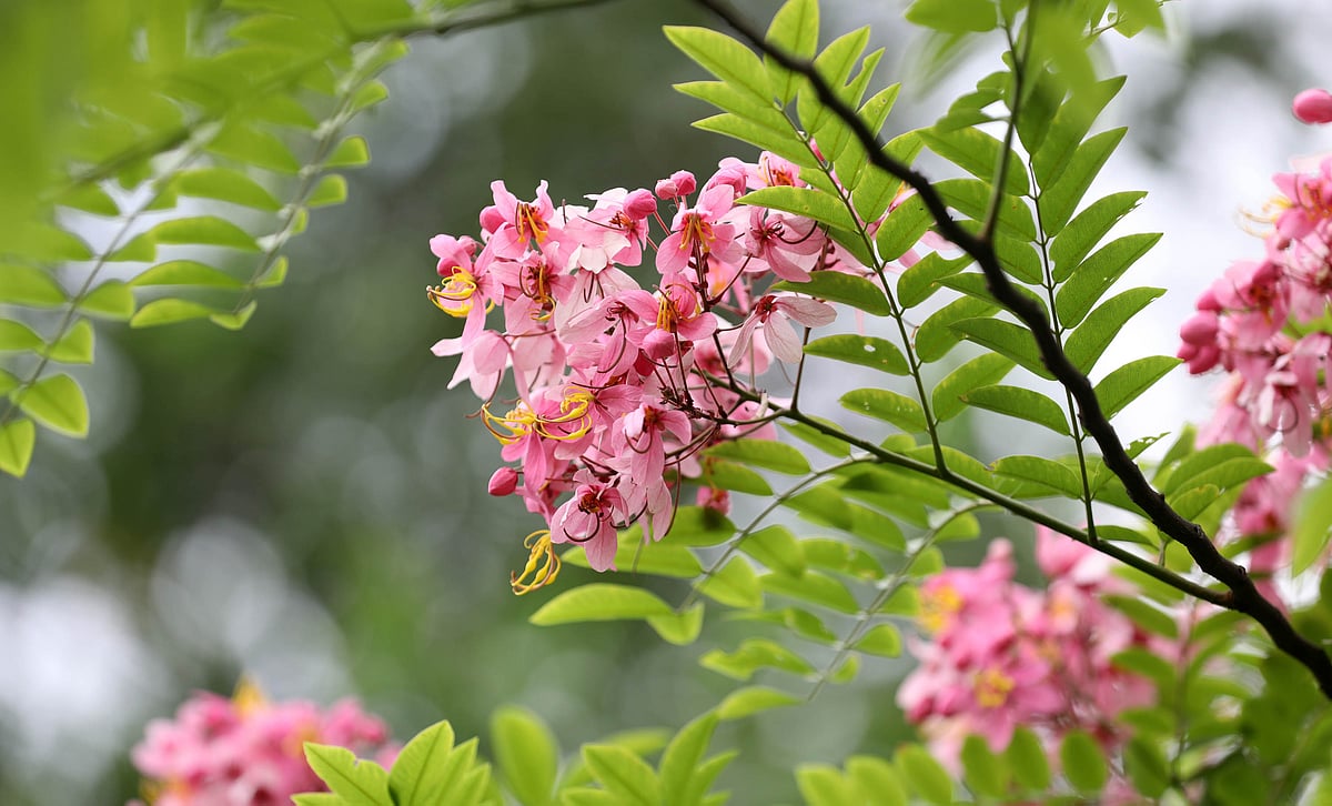 সবুজ পাতার ফাঁকে উঁকি দিচ্ছে লাল সোনাইল ফুল 