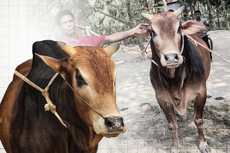 কিশোরগঞ্জে ‘মোস্তাক’ ও ‘কামিনী’র দাম ২০ লাখ