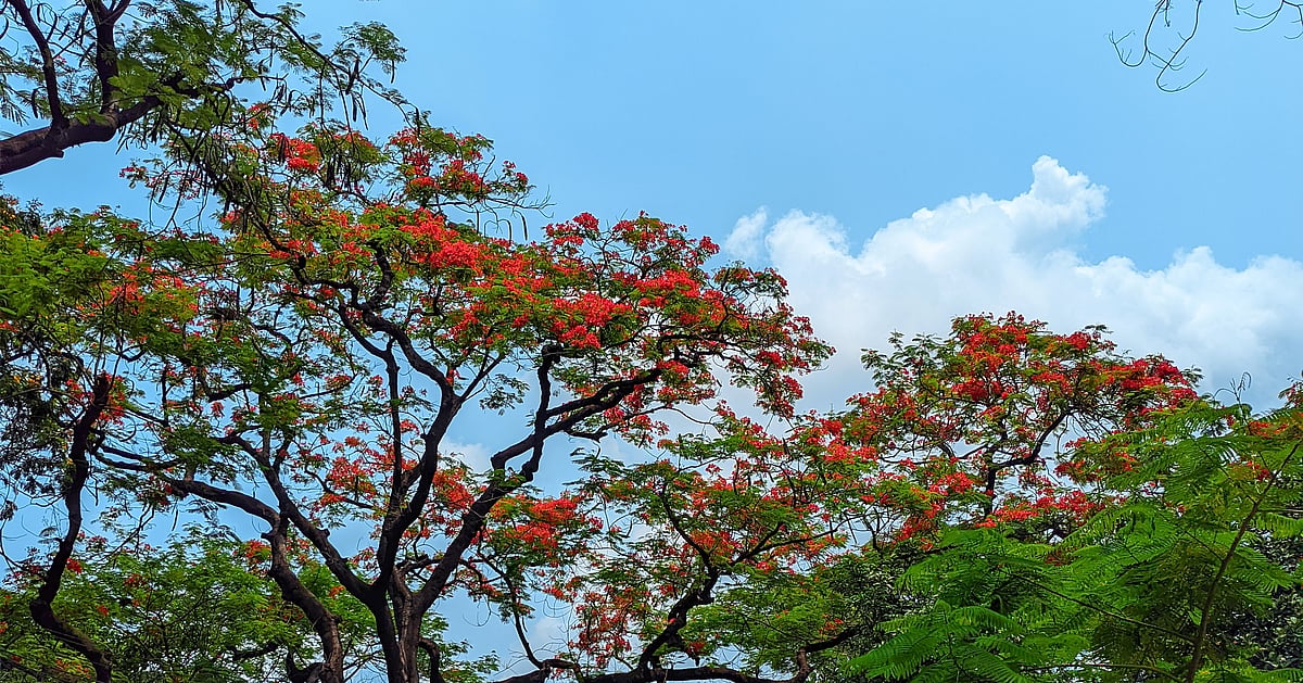 পাঠকের ছবি (১৪ মে ২০২৬) পাঠকের ছবি (১৪ মে ২০২৬)