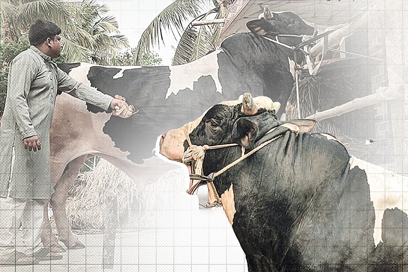 কোরবানির হাটে উঠবে ১১০০ কেজির ‘বাহুবলী’